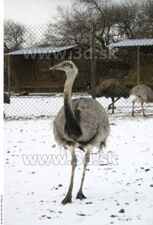 Emus 0024