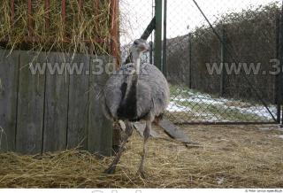 Emus 0028