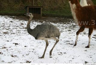 Emus 0040