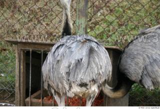 Emus 0043