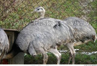 Emus 0044