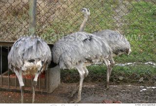 Emus 0045