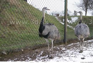 Emus 0048