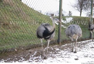 Emus 0049