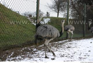 Emus 0051