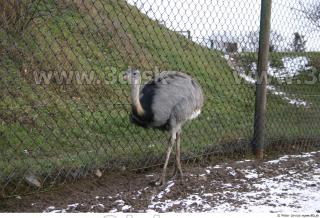 Emus 0053