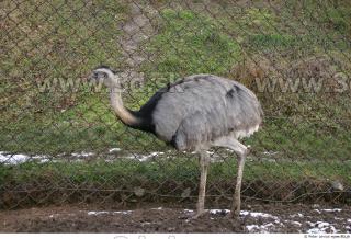 Emus 0054