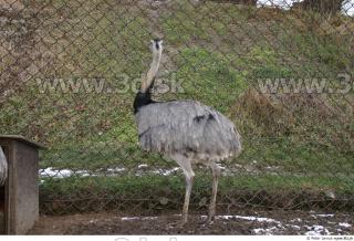 Emus 0055