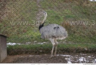 Emus 0056