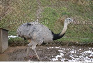 Emus 0057