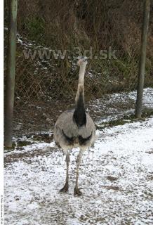 Emus 0059