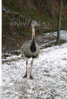 Emus 0060