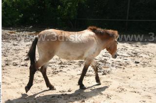 HorseZOO 0055