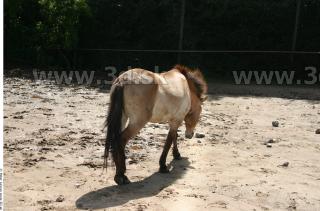 HorseZOO 0056