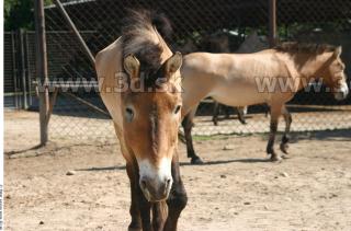 HorseZOO 0058