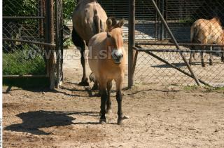 HorseZOO 0059