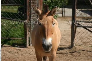 HorseZOO 0060