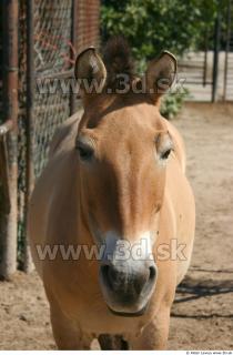 HorseZOO 0061