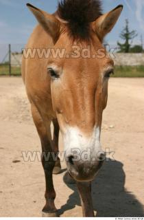 HorseZOO 0064