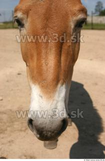 HorseZOO 0065