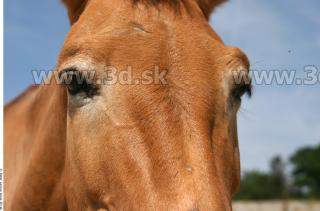 HorseZOO 0066