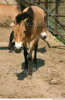 HorseZOO 0076