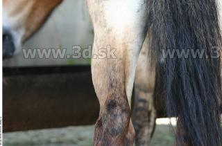 HorseZOO 0082