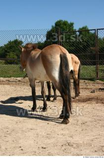 HorseZOO 0088