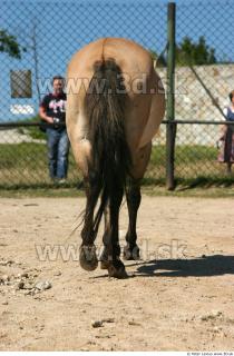 HorseZOO 0089