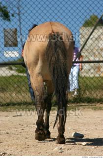 HorseZOO 0090