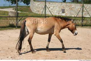 HorseZOO poses 0023