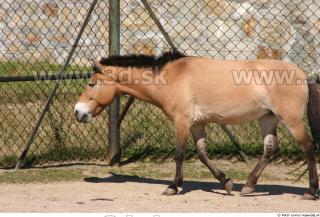 HorseZOO poses 0024