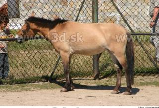 HorseZOO poses 0026