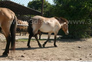 HorseZOO poses 0027