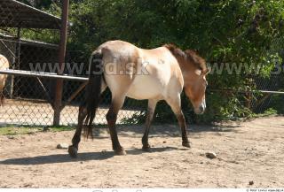 HorseZOO poses 0028