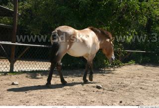 HorseZOO poses 0029