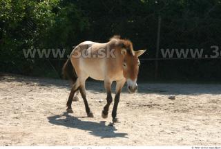 HorseZOO poses 0033