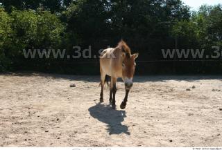 HorseZOO poses 0035