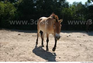 HorseZOO poses 0036