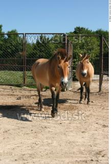 HorseZOO poses 0037