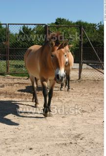 HorseZOO poses 0038