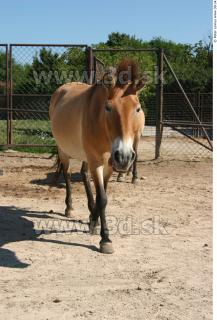 HorseZOO poses 0039