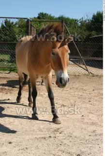 HorseZOO poses 0040