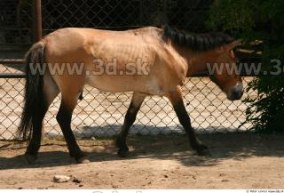 HorseZOO poses 0062