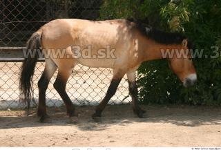 HorseZOO poses 0063