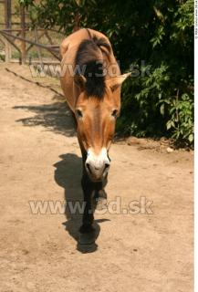 HorseZOO poses 0067