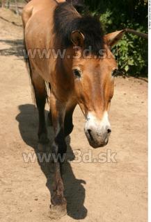 HorseZOO poses 0069