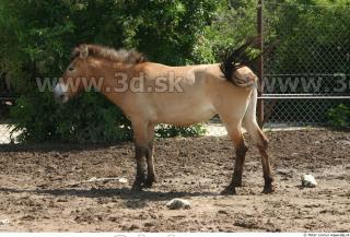 HorseZOO poses 0082