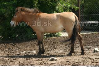 HorseZOO poses 0083