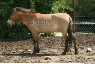 HorseZOO poses 0085